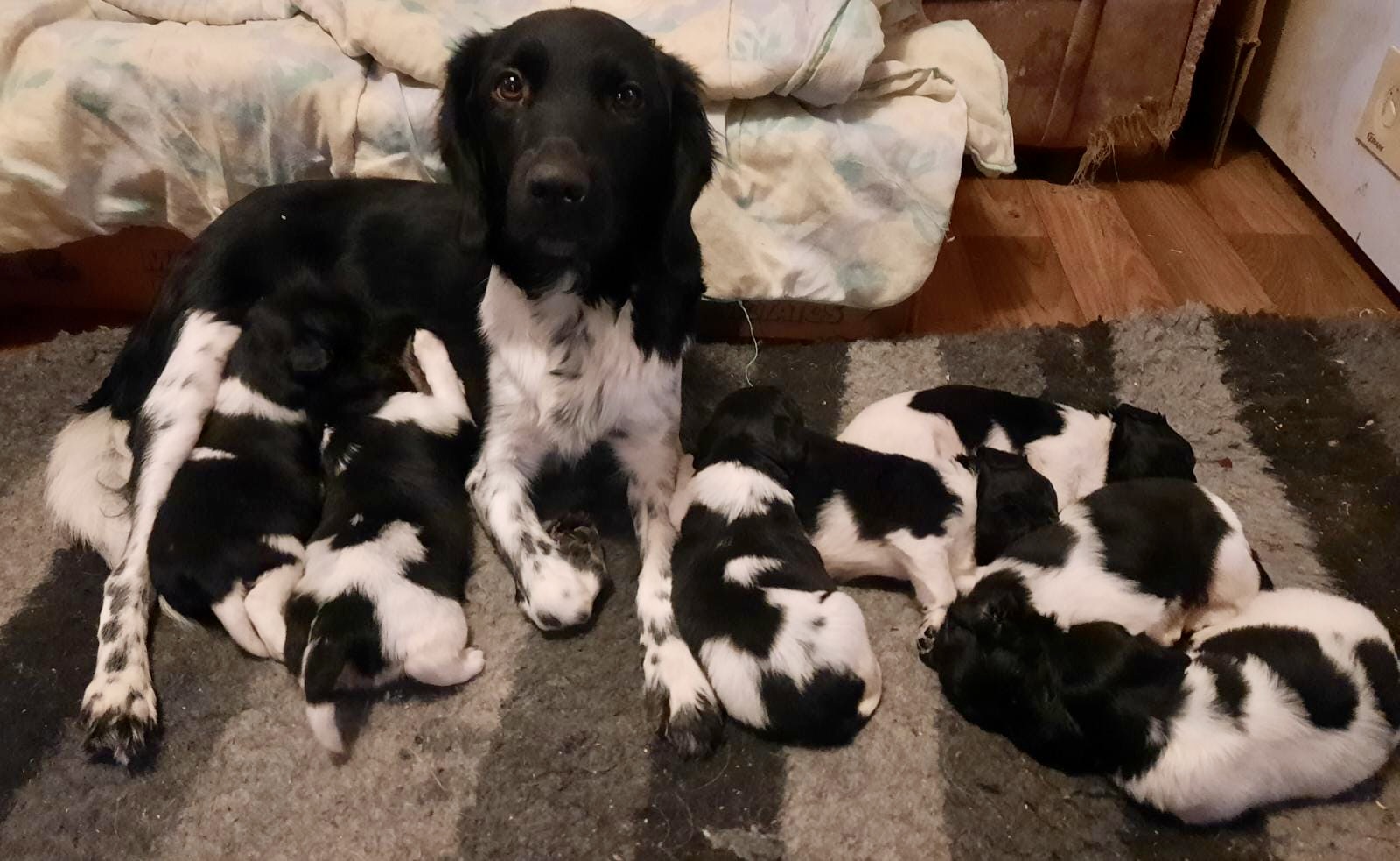 To Ohped Dal kennel was born a litter on 30.11. from combination Ohped Dal Chandler Is A Girl & Mi Biras Atlas3 males and 4 females. Few puppies are searching for homes.