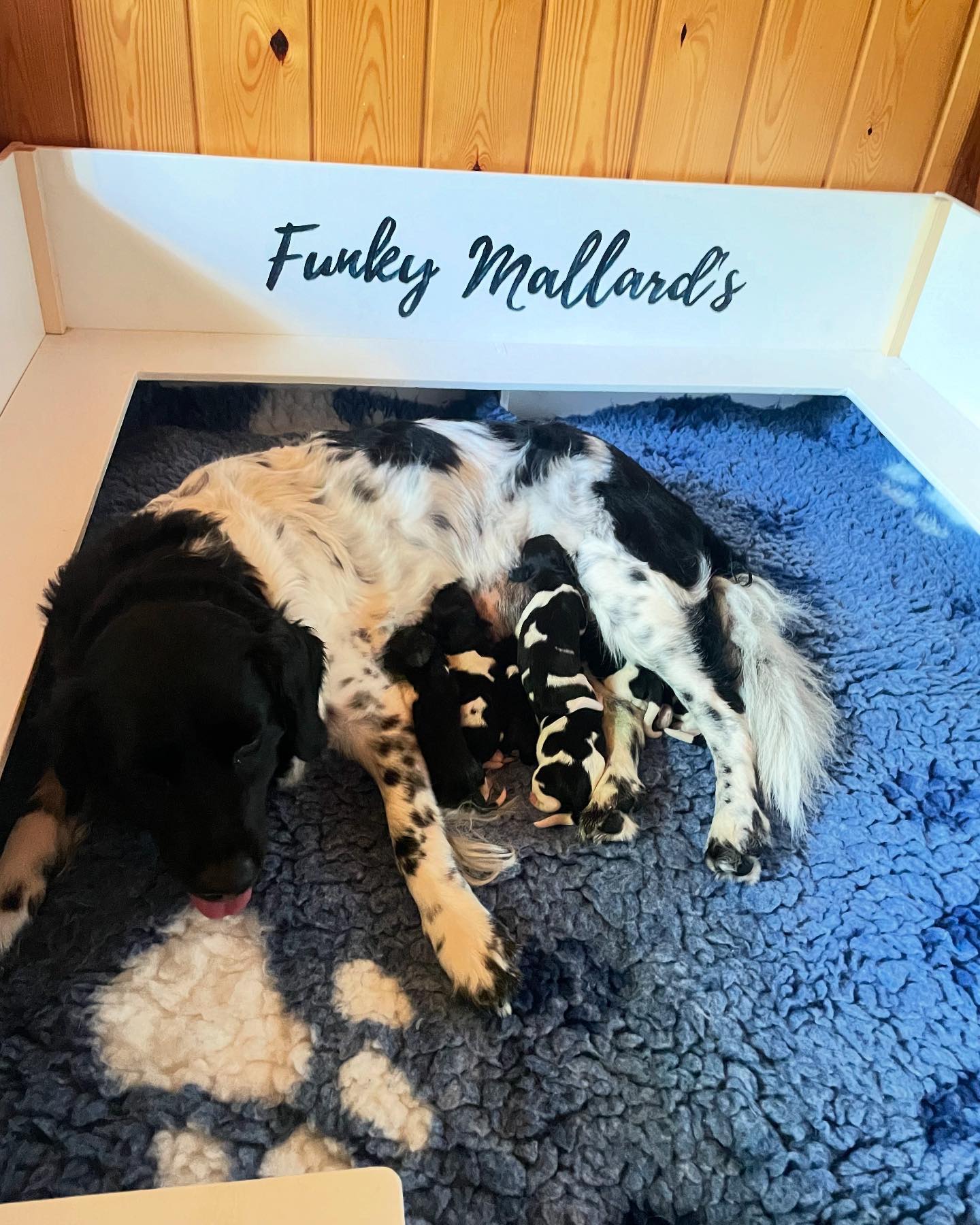 Funky Mallards Kenneliin on syntynyt pentue yhdistemälle Sandhill Chili´s Jumping Jolene x Wonder-Hunters Leontes The Legend. Pentue syntyi 14.7.2025 johon syntyi 3 narttu ja 4 urosta. 4 pentua ovat mustapäistärikkoja ja 3 pentua ovat mustavalkoisia. Yksi uros on vielä vapaana.