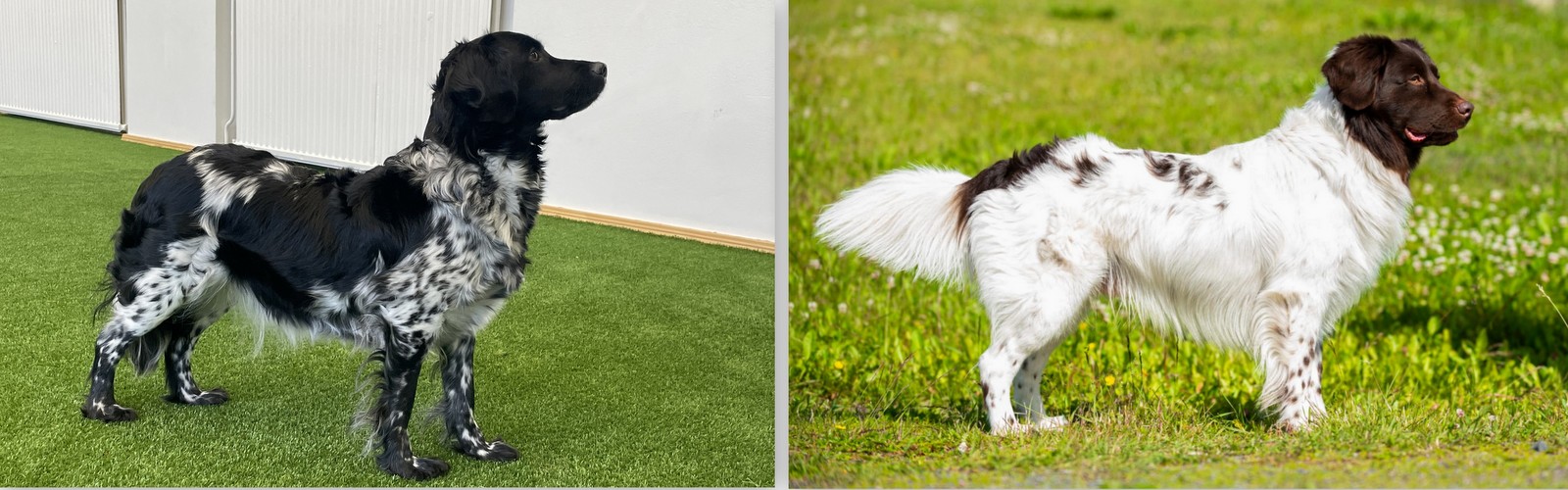 Snuf Venus Duchesse de Hedwige & Sandhill Chili`s Jazzy Joaquin