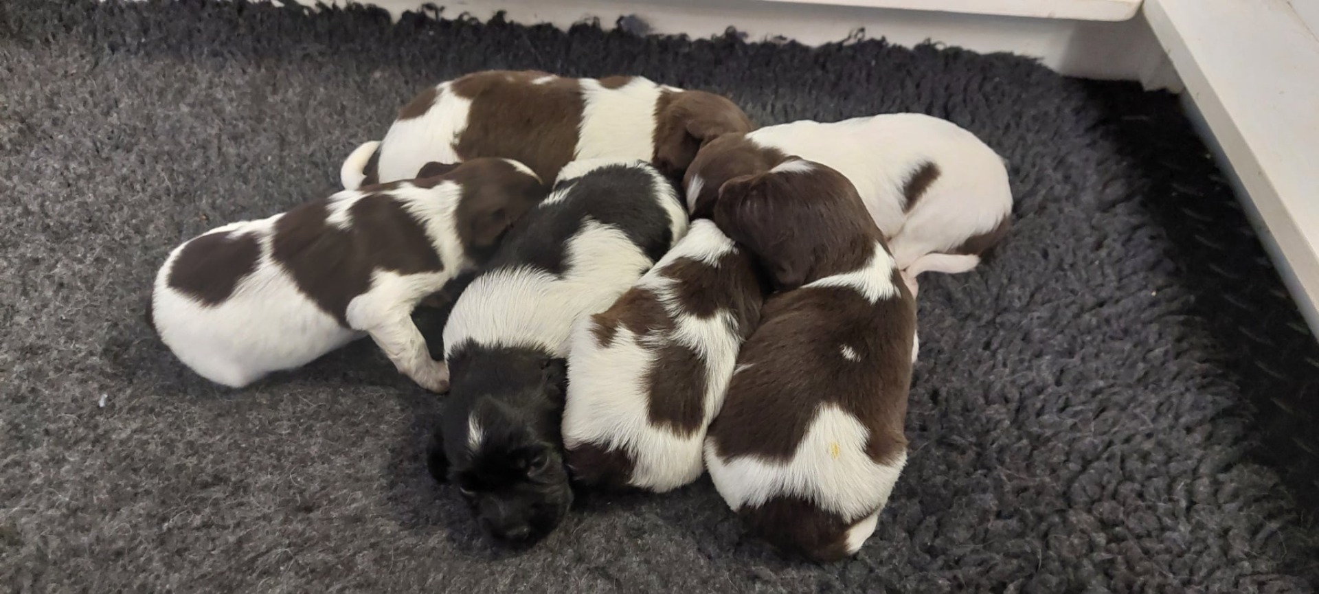 At Sandhill Chili’s kennel, a litter was born on September 20.2025, from the combination Snuf Venus Duchesse de Hedwige &  Sandhill Chili’s Jazzy Joaquin 1 male and 5 females. Some puppies are still available.