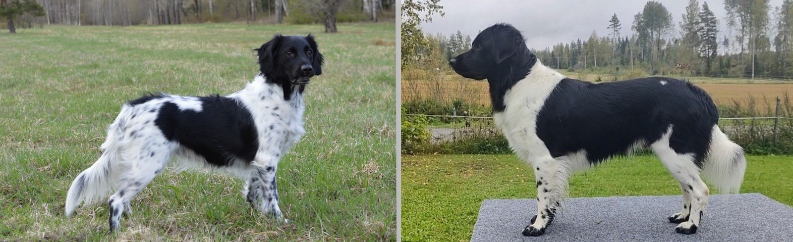 Milomiss Chanel No Five & Routakummun Suviyön Urho 