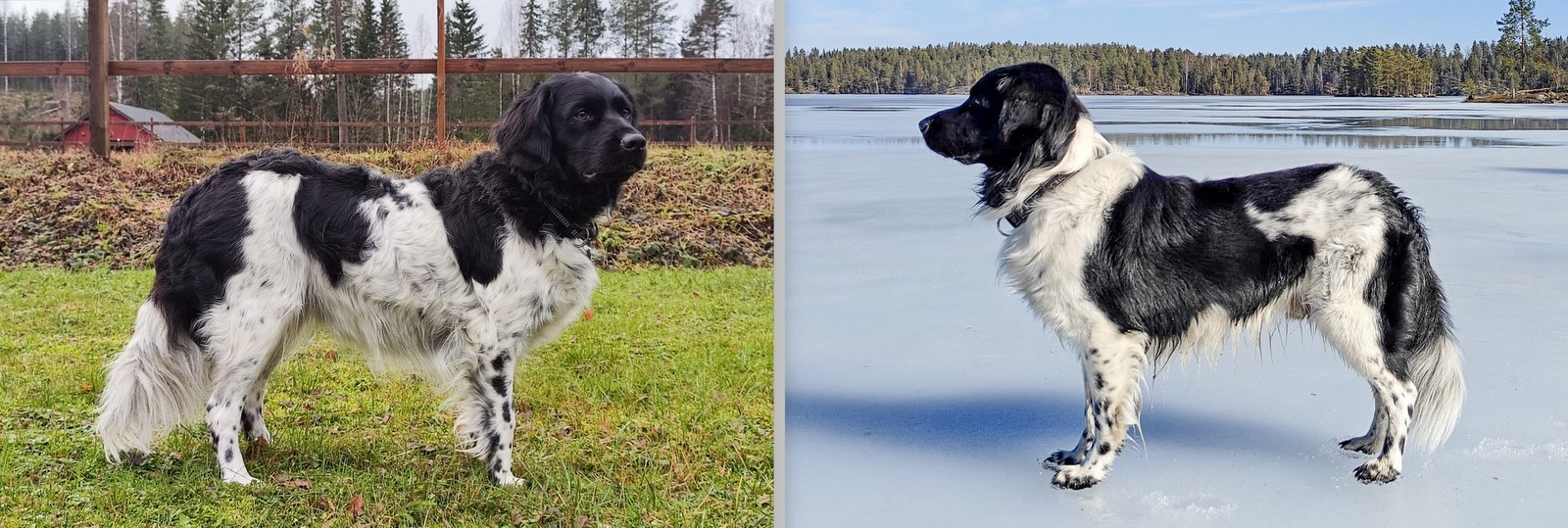 Ohped Dal Interstellar Cassiopeia  & Roreron Girasolo 